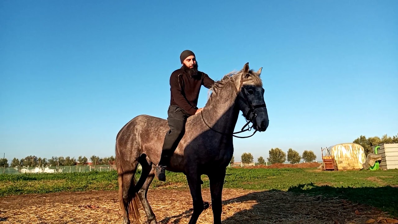 تفسير حلم ركوب الخيل والجري به