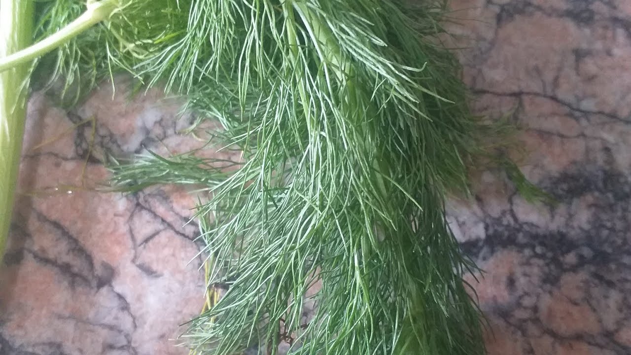 كيفية استعمال زريعة البسباس لزيادة الوزن