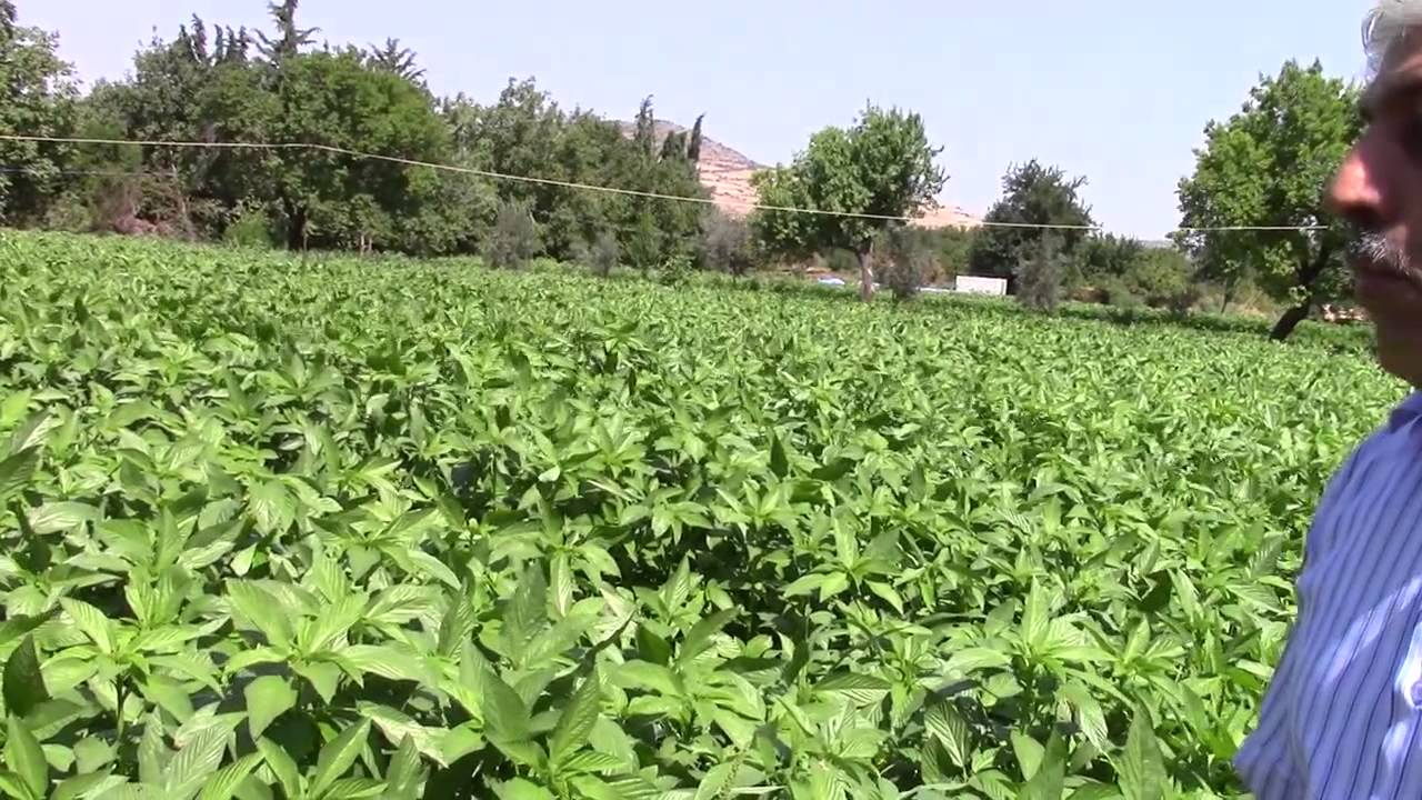 راتب مهندس زراعي في السعودية