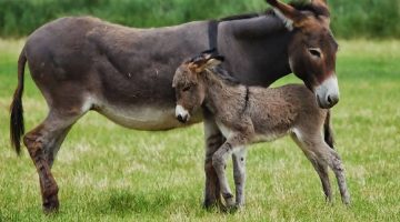 رؤية أنثى الحمار في المنام