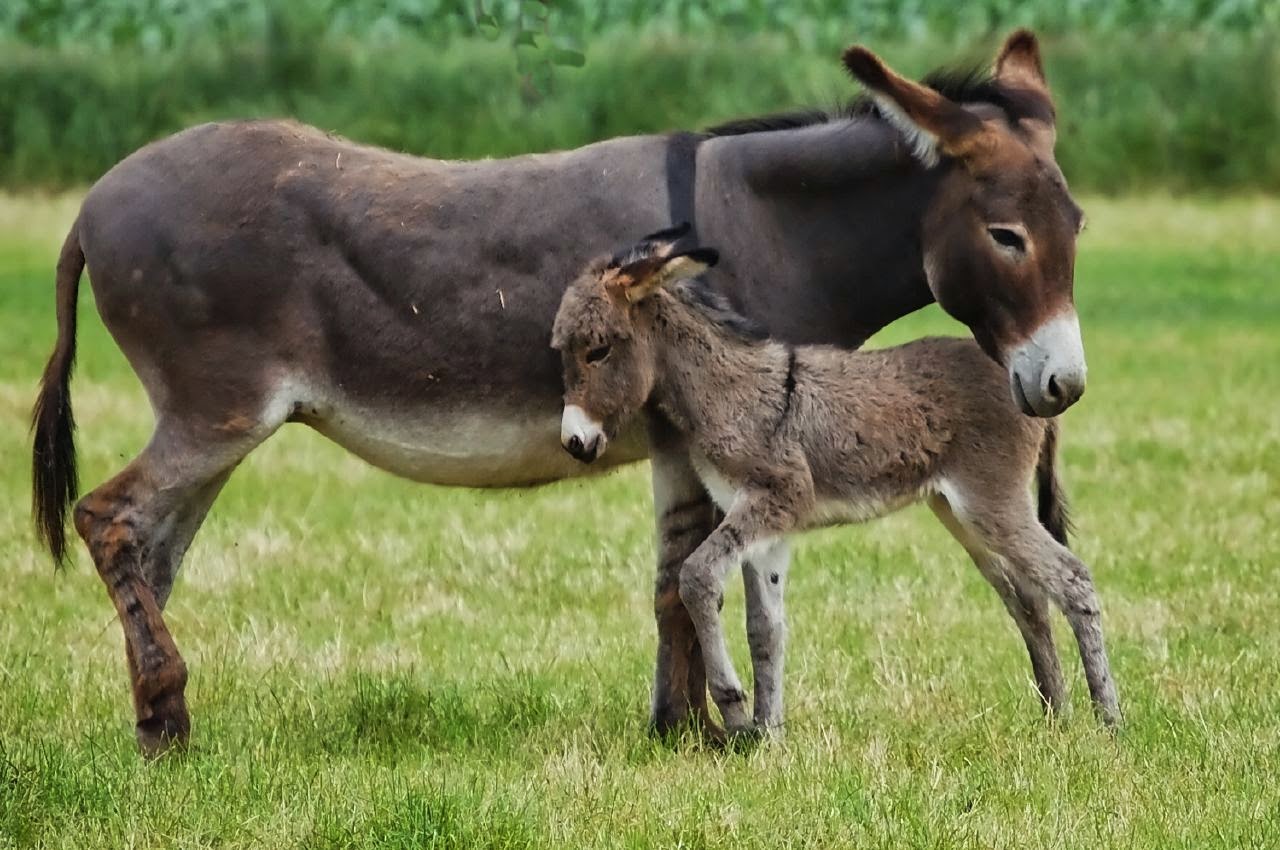 رؤية أنثى الحمار في المنام