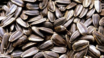 السعرات الحرارية في 100 جرام لب سوري