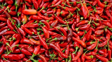 زراعة الفلفل الحار في الشتاء 