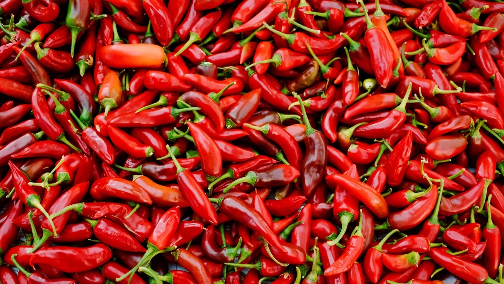 زراعة الفلفل الحار في الشتاء 