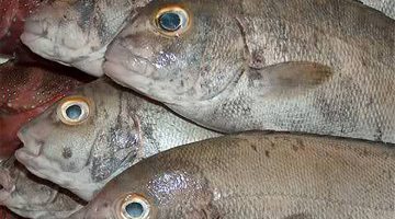 تفسير حلم شخص يعطيني سمك