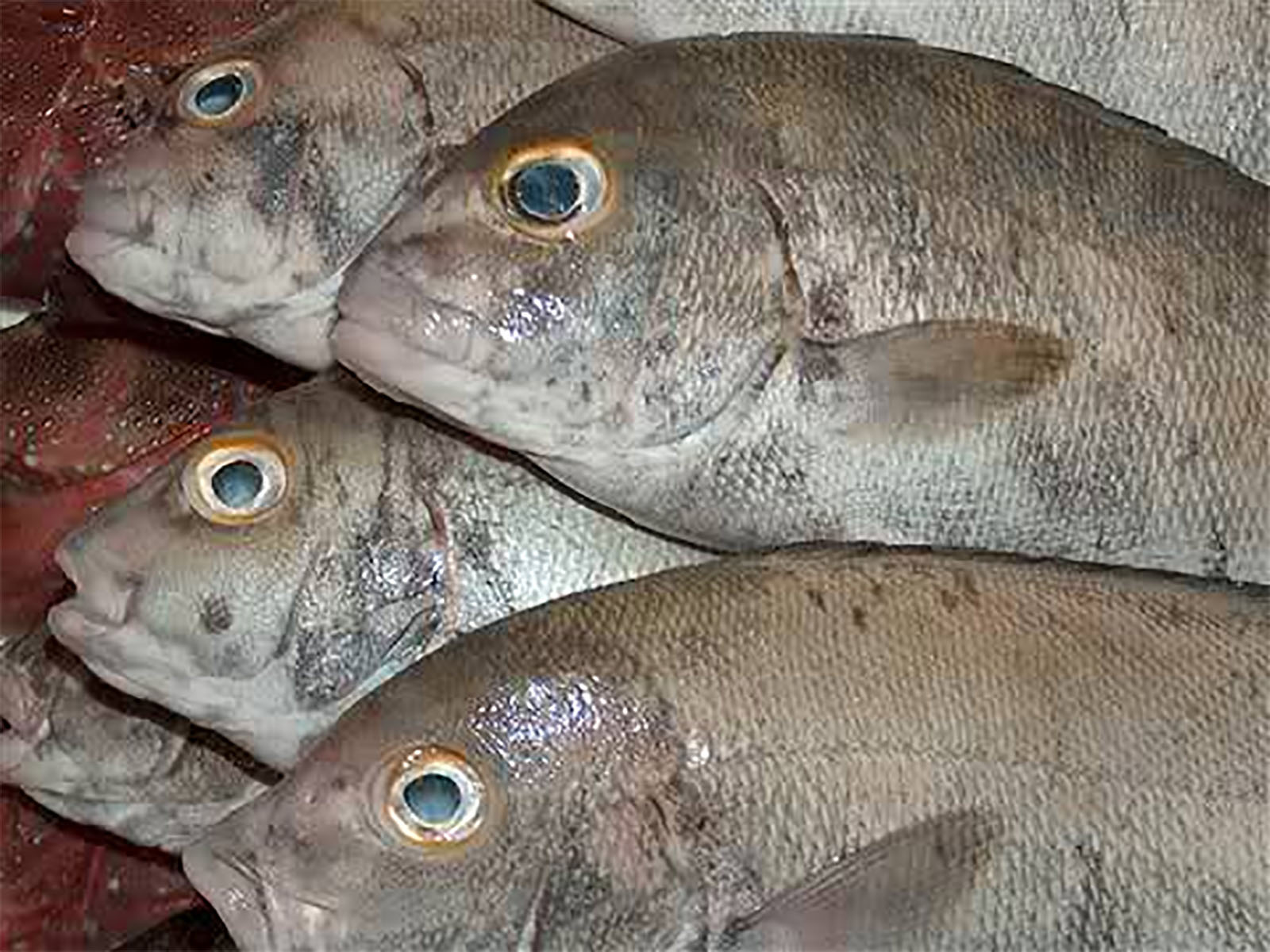 تفسير حلم شخص يعطيني سمك