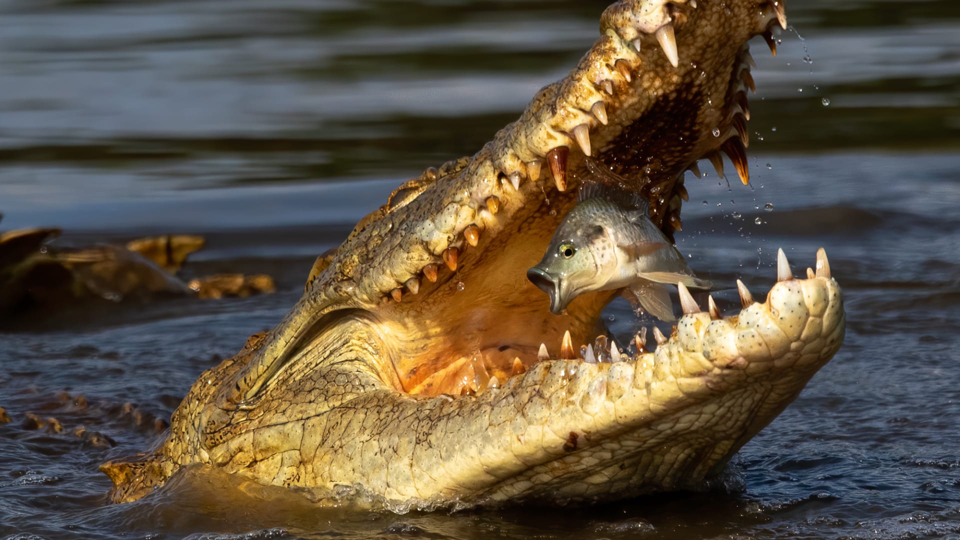 ضرب التمساح في المنام