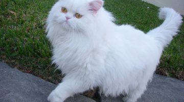 هل يستطيع قط المنزل العيش في الشارع