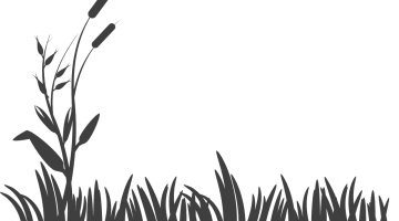 أضرار خشب الطلح السوداني