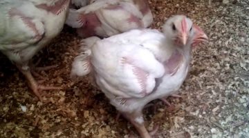 علاج صوت الضفدع عند الفراخ البيضاء