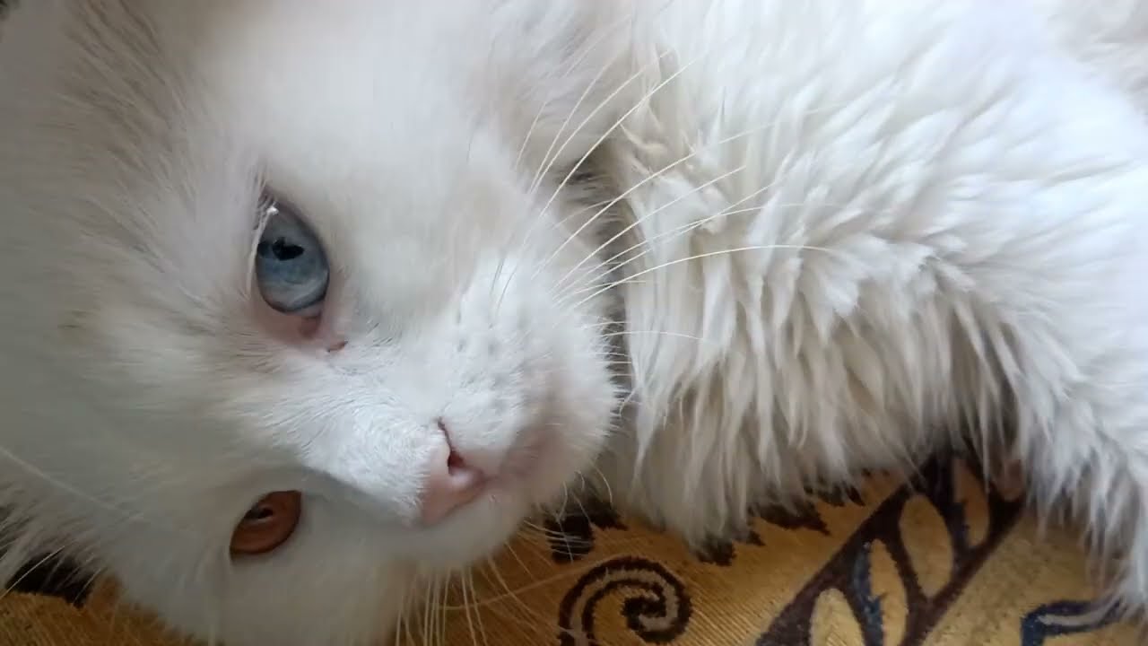 هل التهاب عيون القطط مُعدي للإنسان