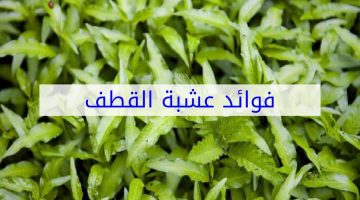 فوائد عشبة القطف للفيبروم