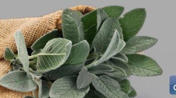 فوائد عشبة الموميان لفك السحر