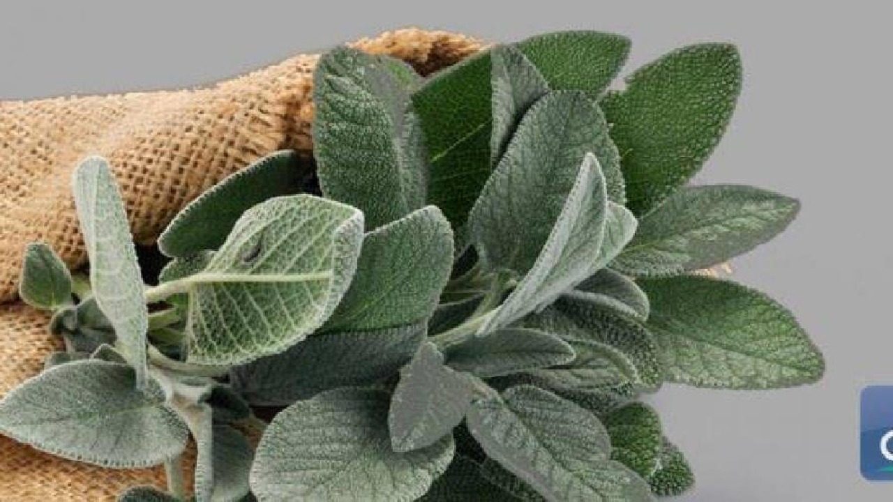 فوائد عشبة الموميان لفك السحر