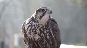 كم كيلو ينزل جهاز الغزال الطائر