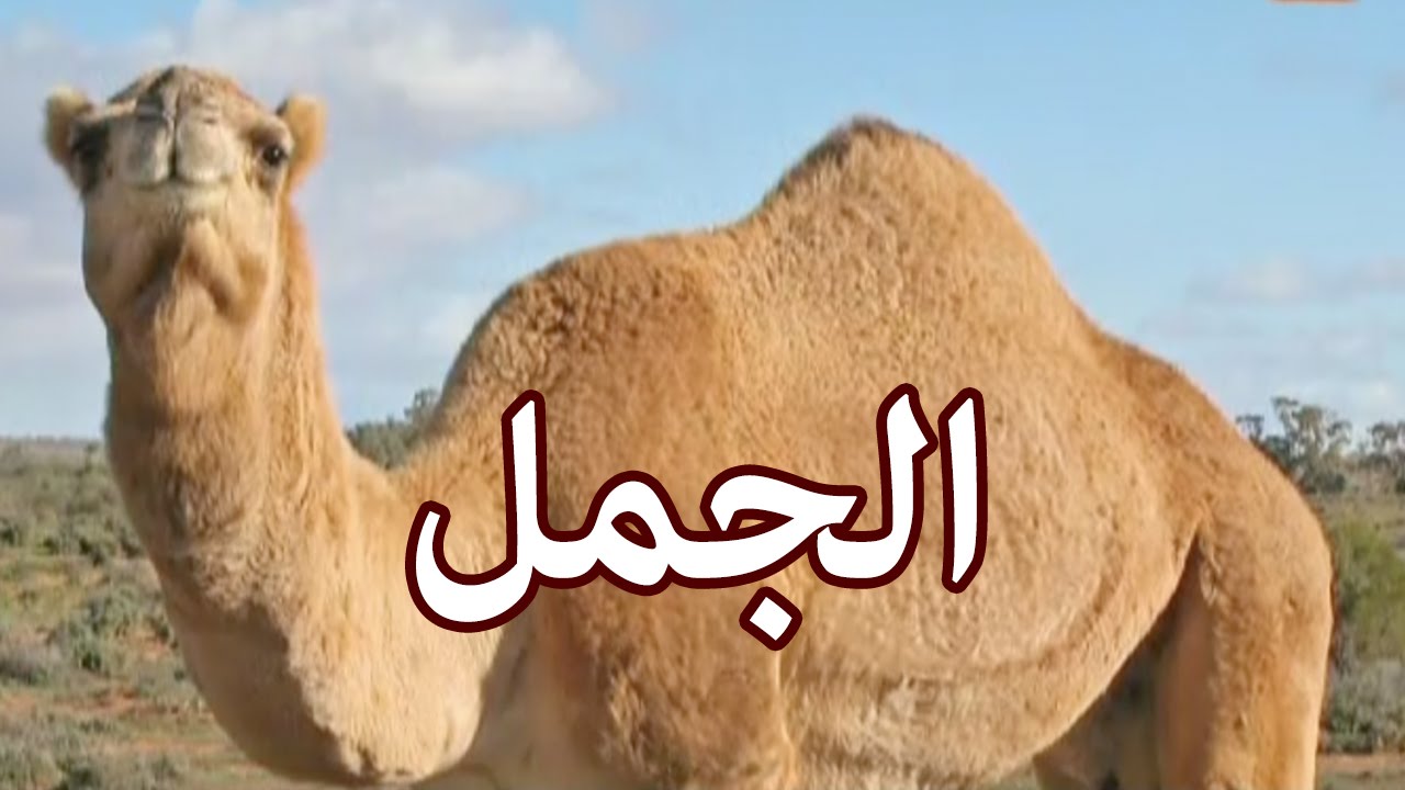 سقوط الجمل في المنام