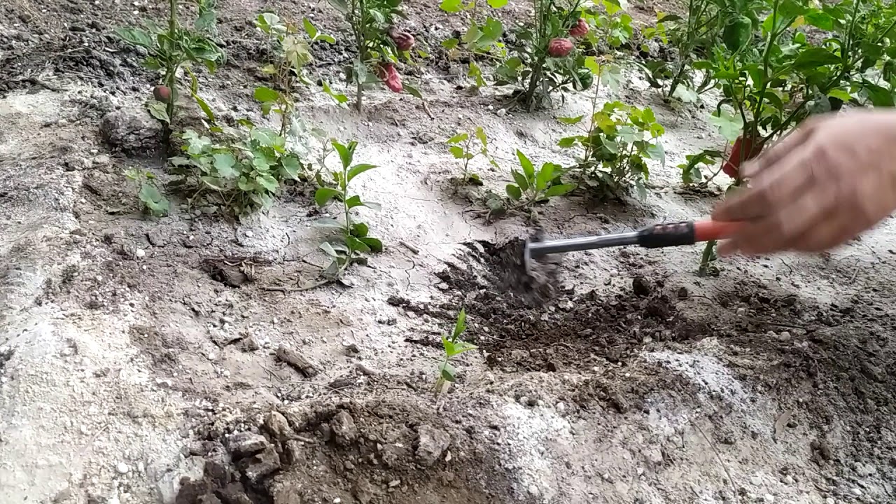 نباتات تمتص ملوحة التربة