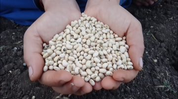 هل اللوبيا تزيد الوزن