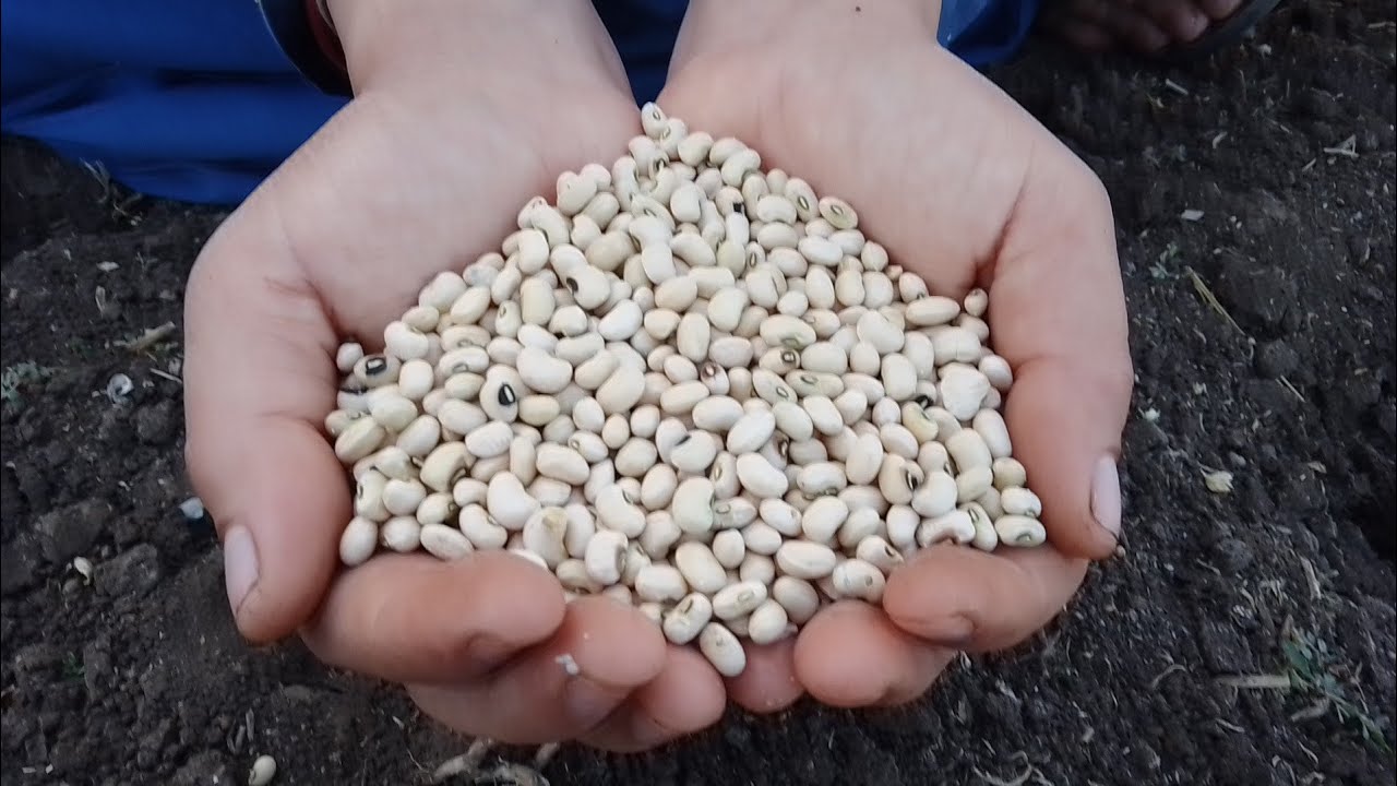 هل اللوبيا تزيد الوزن