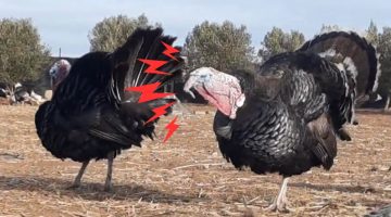 بيض الديك الرومي في المنام للمتزوجة