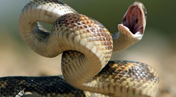 تفسير حلم لدغة الثعبان في الرقبة